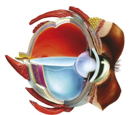anatomia ochiului